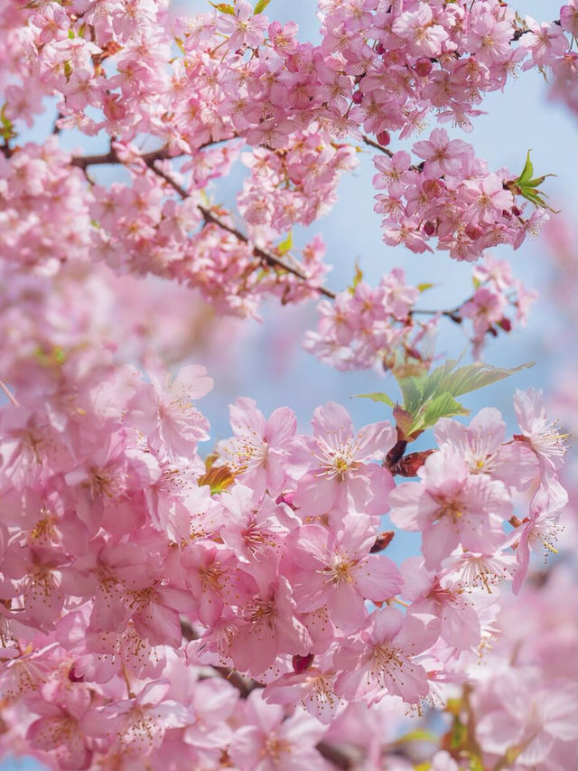 春日限定：無錫鼋頭渚，世界級賞櫻勝地的魅力之旅！