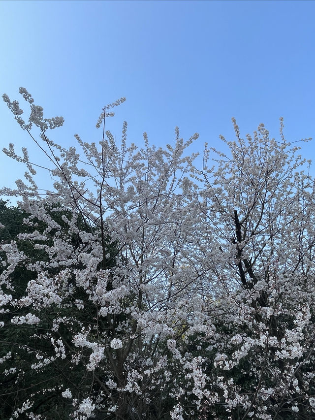 美翻了美翻了,王陵公園賞櫻勝地 美翻了美翻了,王陵公園賞櫻勝地