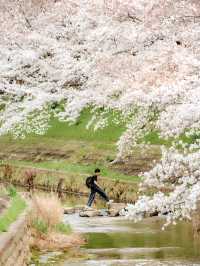 比起神鹿公園，我更愛奈良櫻花盛放的河堤