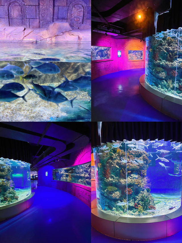過年全家出動，一起去海洋世界看海底星空呀