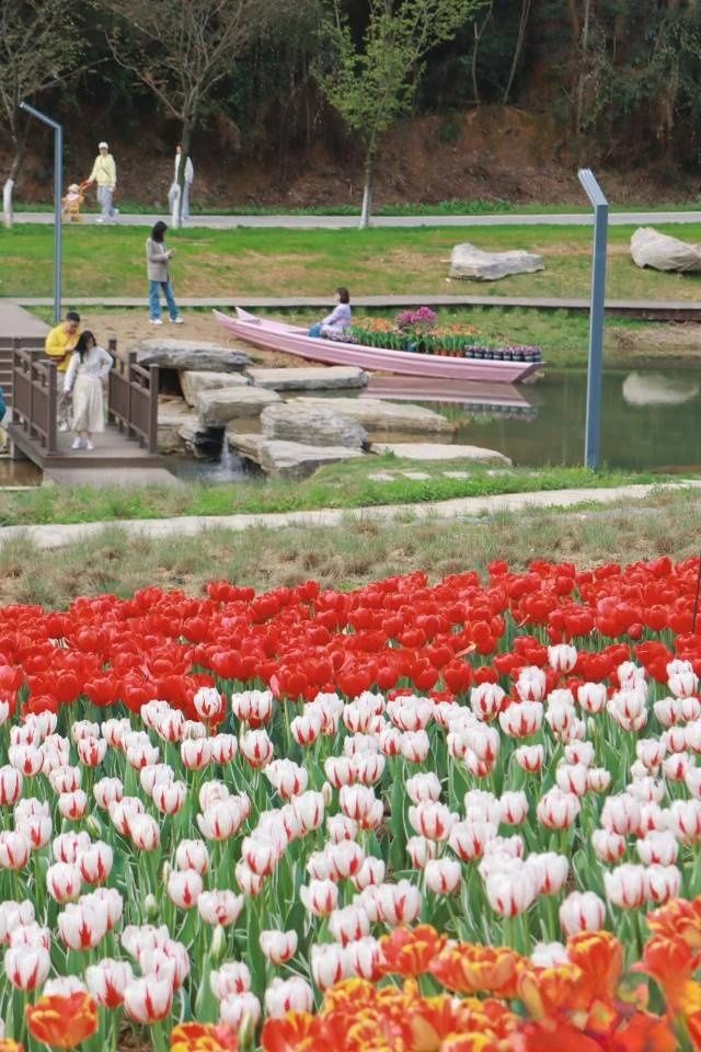郁金香花海！！！