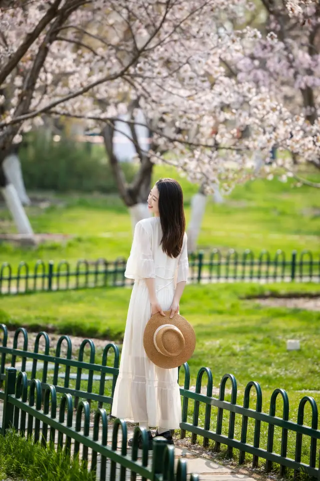 Beijing in spring is a prime time for flower viewing, with Yuyuantan Park being a top spot for cherry blossom appreciation