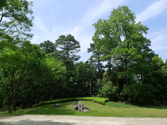 樟林秘境——登高雲山·雲繞迷樟