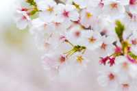 春天到大村賞花吧