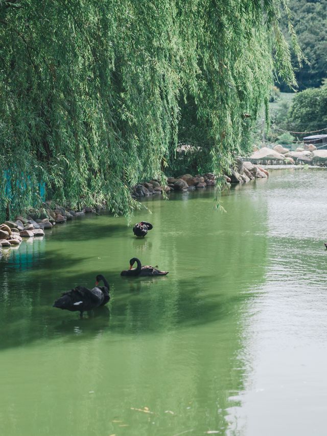 大連周邊我的私藏溫泉小院，天暖了帶娃泡湯