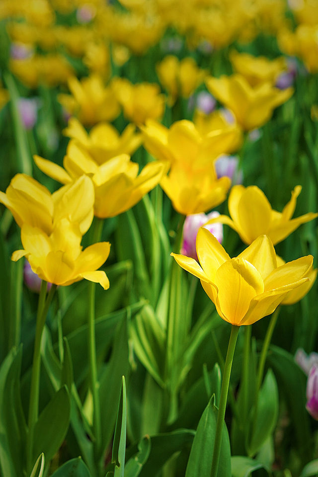 北京中山公園的鬱金香賞花攻略