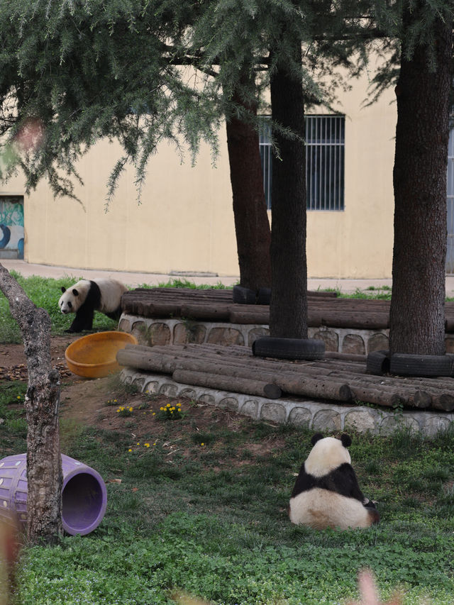 陝西丨西安秦嶺野生動物園看攻略