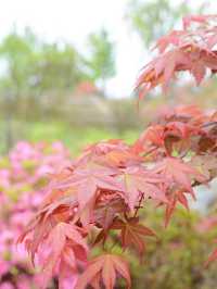 Indus Rain Azalea Valley