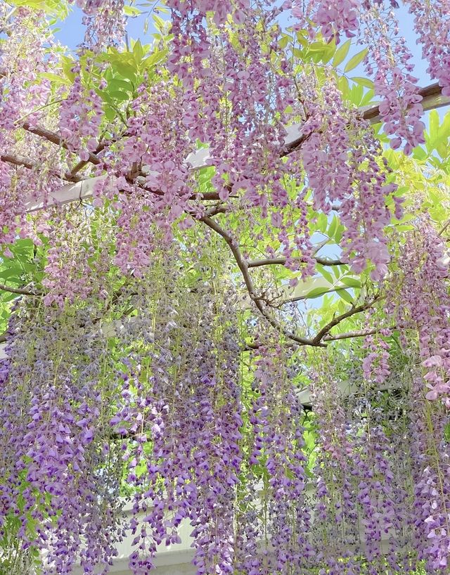魔都免費賞花攻略