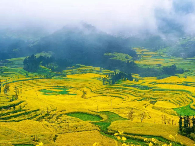 Spring Spectacle in Yunnan's Luoping 🌼🏞️