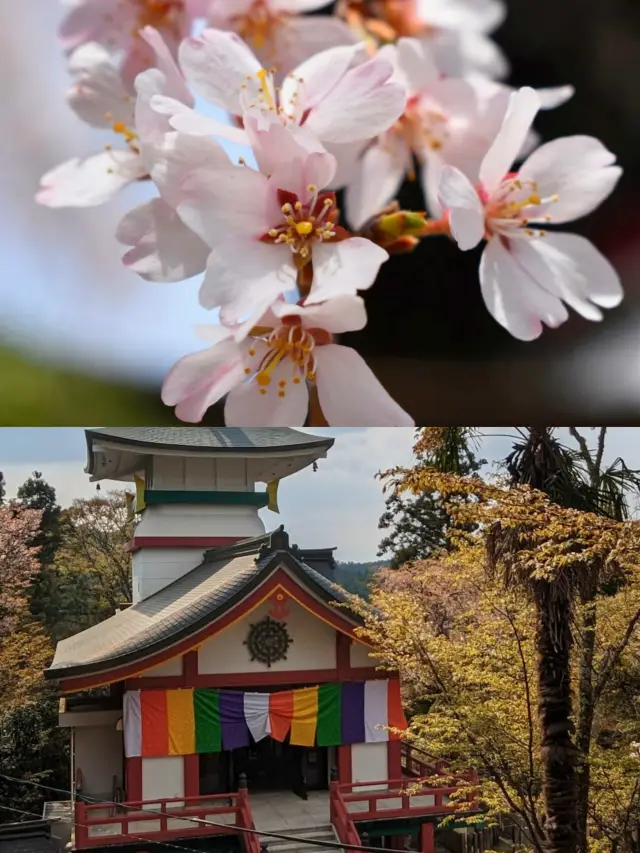 Mount Yoshino in Nara, with its thousand cherry trees, witnesses the simultaneous blooming of 30,000 cherry blossoms