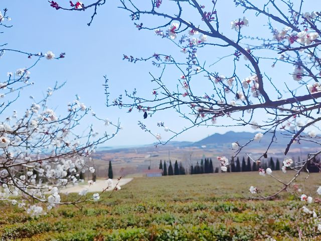 春日踏青賞花，與春天來一場浪漫之約
