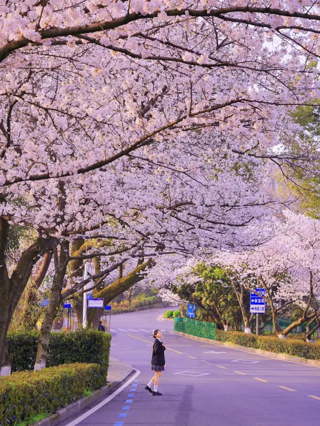 벚꽃 소식｜아침의 무대(武大), 현실판 초속 5센티미터입니다