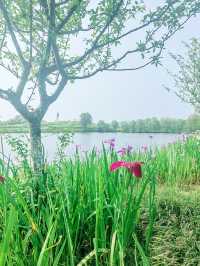 義烏植物園，草木欣然，鳶尾盛開