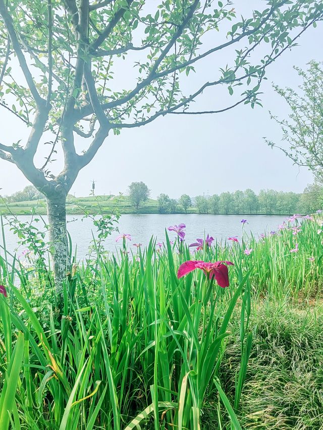 義烏植物園，草木欣然，鳶尾盛開