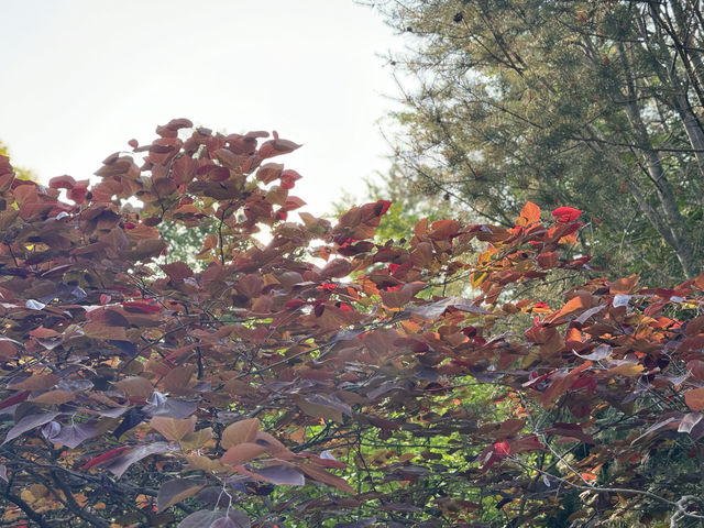 泉城公園識植物