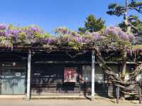 ＃網紅景點 - 山居倉庫