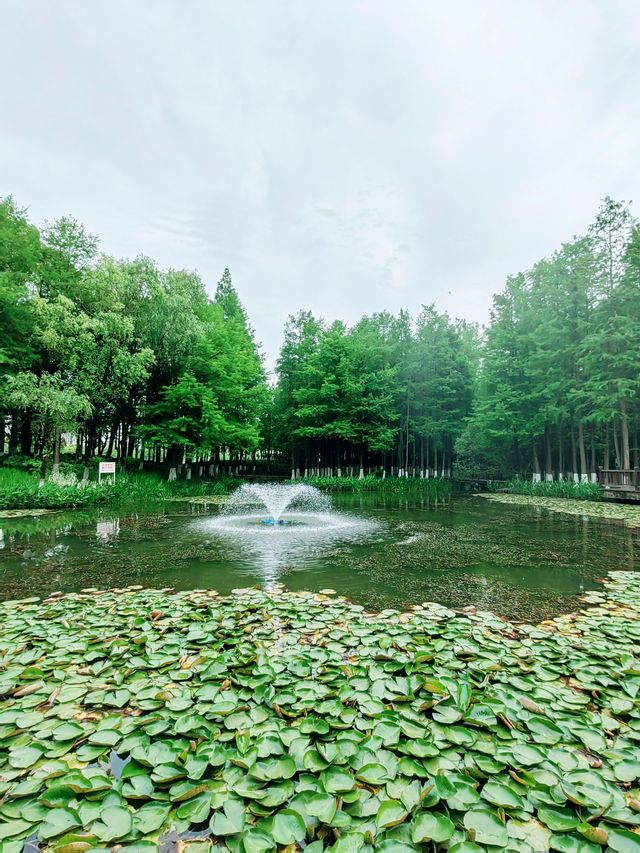 寧波日湖公園，亮點紛呈，值得一去再去