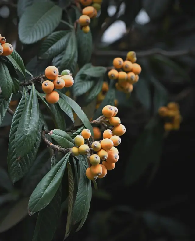 Nanjing | A tree of loquats, a tree of gold, the beauty of Jiangnan truly exists in poetry and paintings