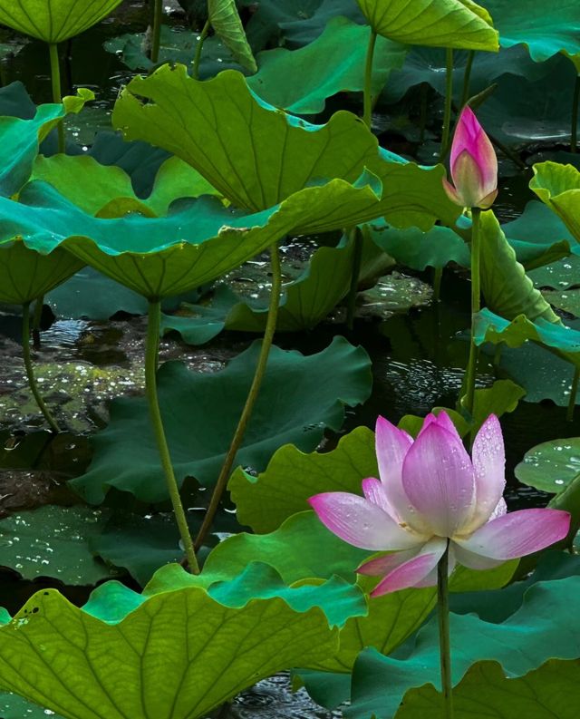 不僅有荔灣湖，廣州螺湧公園的荷花也開啦