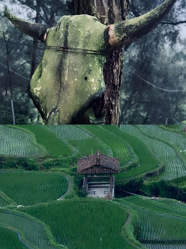 柳州|去融水看玻璃水