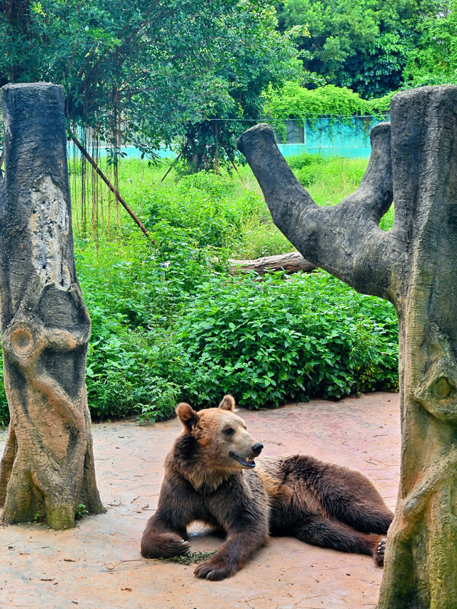 高鐵直達走進動物王國48H暢玩攻略