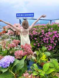 麗江花海裡看雪山真的絕！