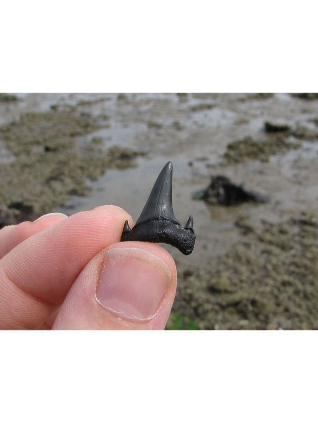UK Top Fossil Hunting Destinations & My Essential Tips🦖💓