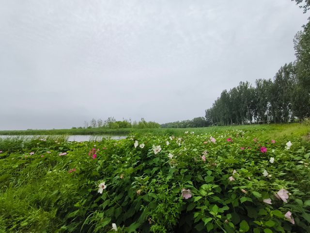 白洋淀十里長廊（河北省保定市，5A級景區）。