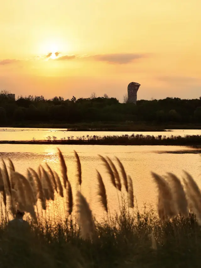 秋日限定｜西安蘆葦蕩盛開還有日落橘子海。