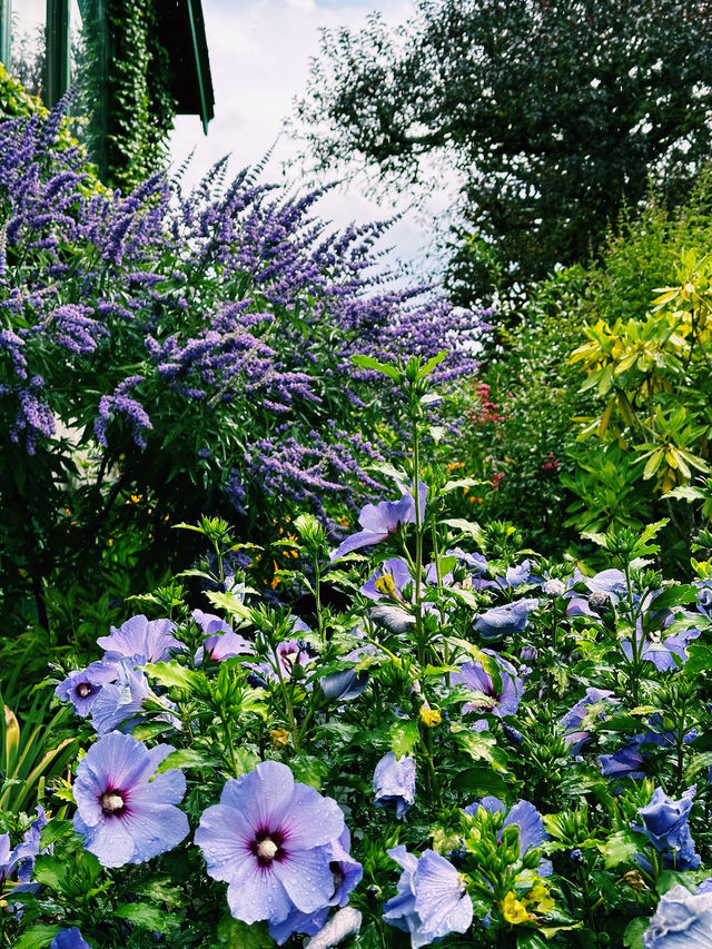 夢幻維多利亞｜布查特花園的花海盛宴。