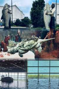 芝加哥·謝德水族館｜親子科普海洋動物絕佳地。