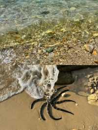 開車直達!!我太愛這片玻璃海了!露營趕海。