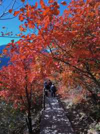 反正我是瘋了！坡峰嶺紅葉如灼！。