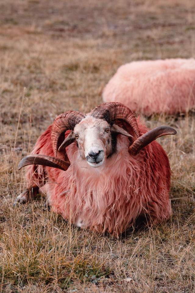 木雅大寺,信仰與美景的邂逅之旅。 木雅大寺,信仰與美景的邂逅之旅。