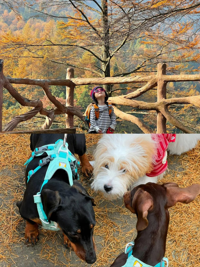 接下來的浙江堪稱秋日旅遊天花板！。