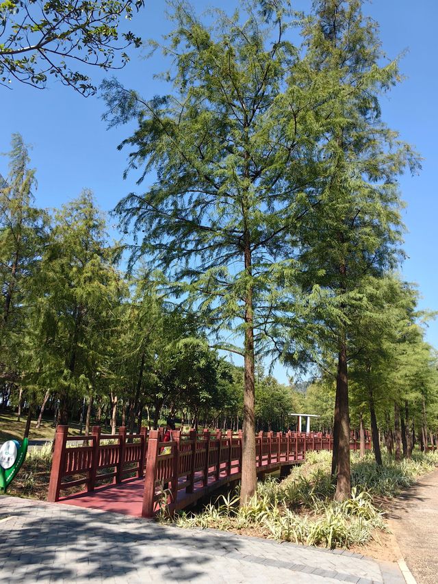 龍崗浪漫的落羽杉打卡點「紅花嶺公園」。