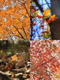 北京香山紅葉已進入觀賞倒數！