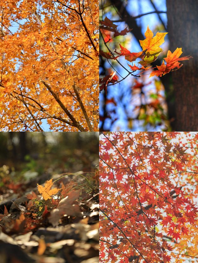 北京香山紅葉已進入觀賞倒數！