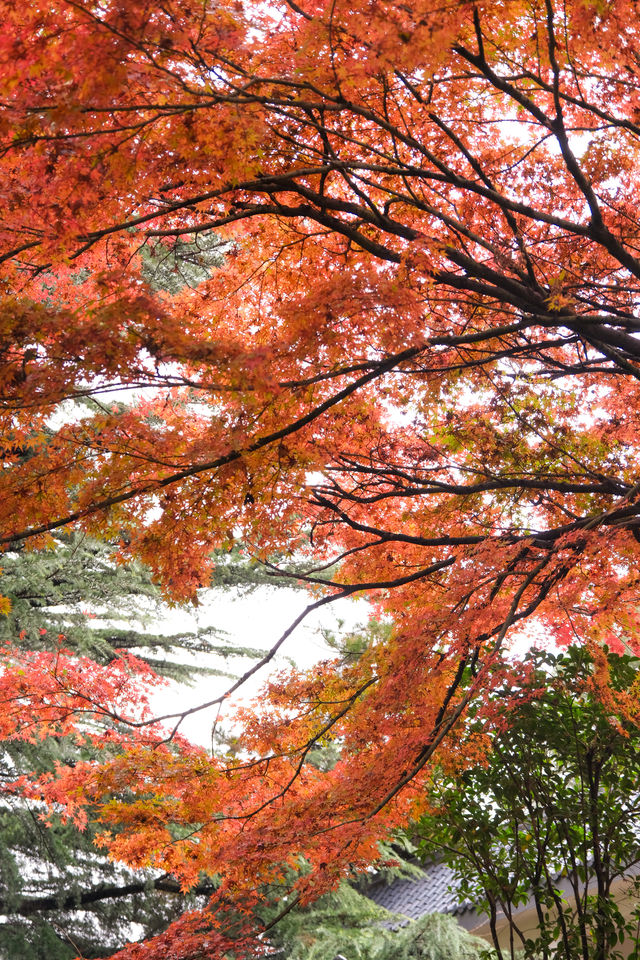 西安賞秋|火爆朋友圈的紅楓「電影樹」。 西安賞秋|火爆朋友圈的紅楓「電影樹」。