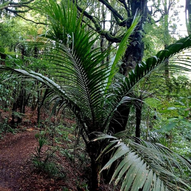 新西蘭 Mt Karangahake 徒步：探索歷史與自然。