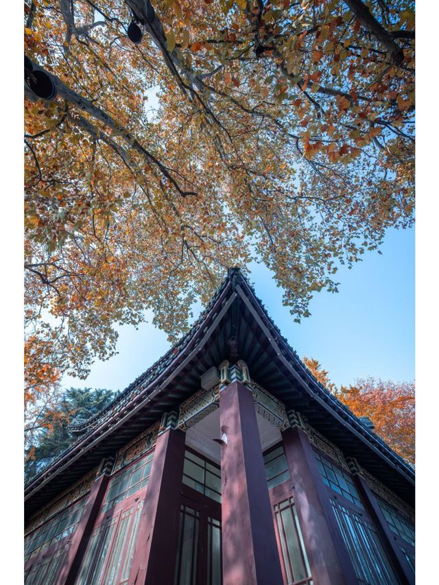 南京老年遊超全攻略必玩景點別錯過。
