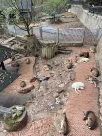🐘🦒杭州動物園|又去看動物了🥳