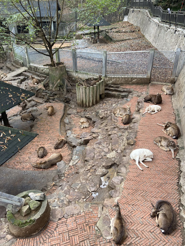 🐘🦒杭州動物園|又去看動物了🥳