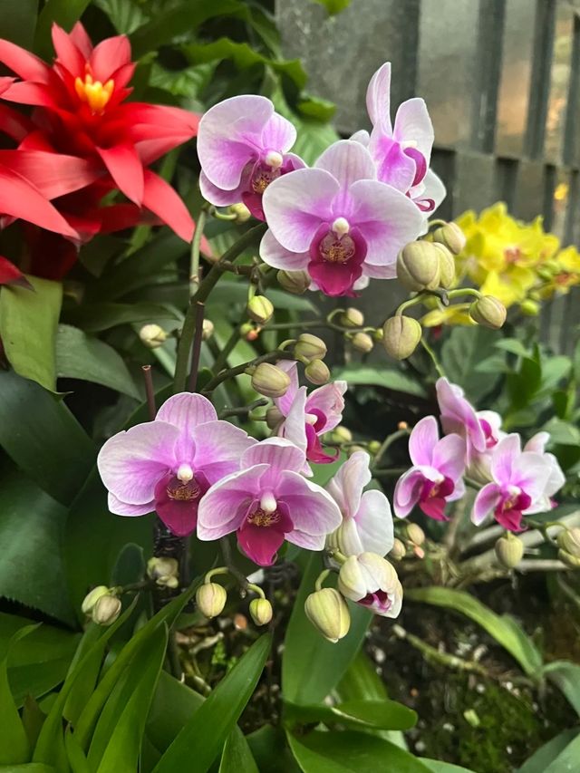 廣州白雲｜雲蘿植物園