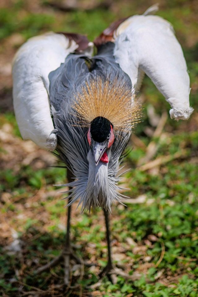 遼陽動物園：歡樂的動物家園