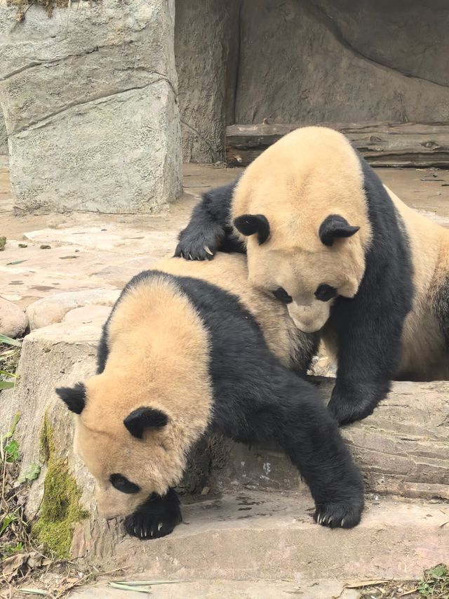大熊貓基地