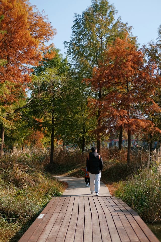 2小時輕鬆遊玩杭州灣濕地公園