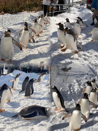 Watch penguins walk in the snow up close