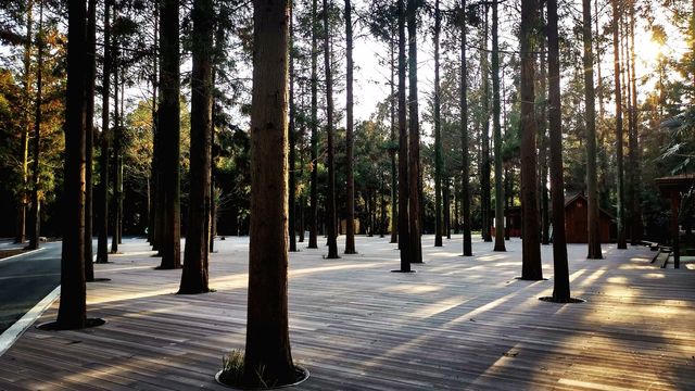置身於綠色的海洋~~東平國家森林公園